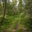 Ein Weg der durchs Wurzacher Ried führt